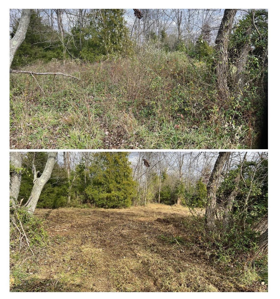 Before and after photos showing a cleared overgrown lot with trees and shrubs.